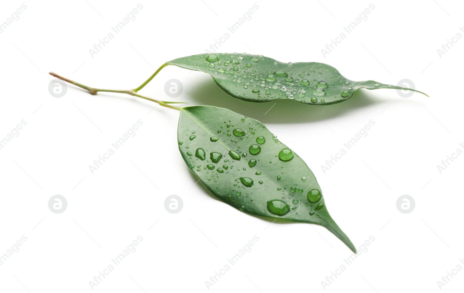 Photo of Fresh green ficus leaves on white background