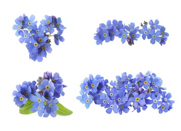 Image of Set with beautiful tender forget me not flowers on white background 