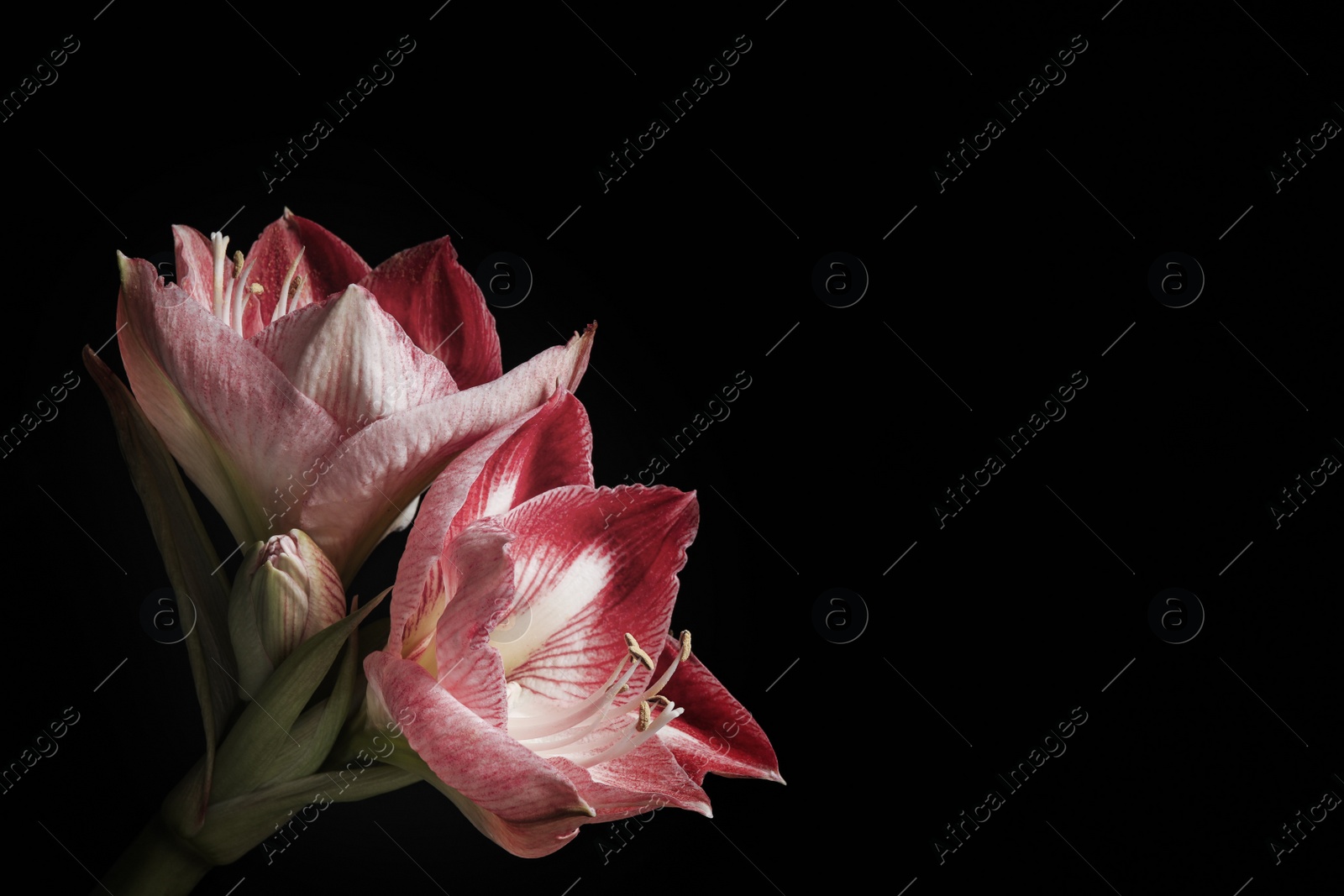 Photo of Beautiful fresh amaryllis on black background, space for text. Floral card design with dark vintage effect