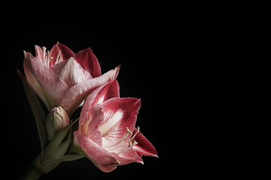 Photo of Beautiful fresh amaryllis on black background, space for text. Floral card design with dark vintage effect