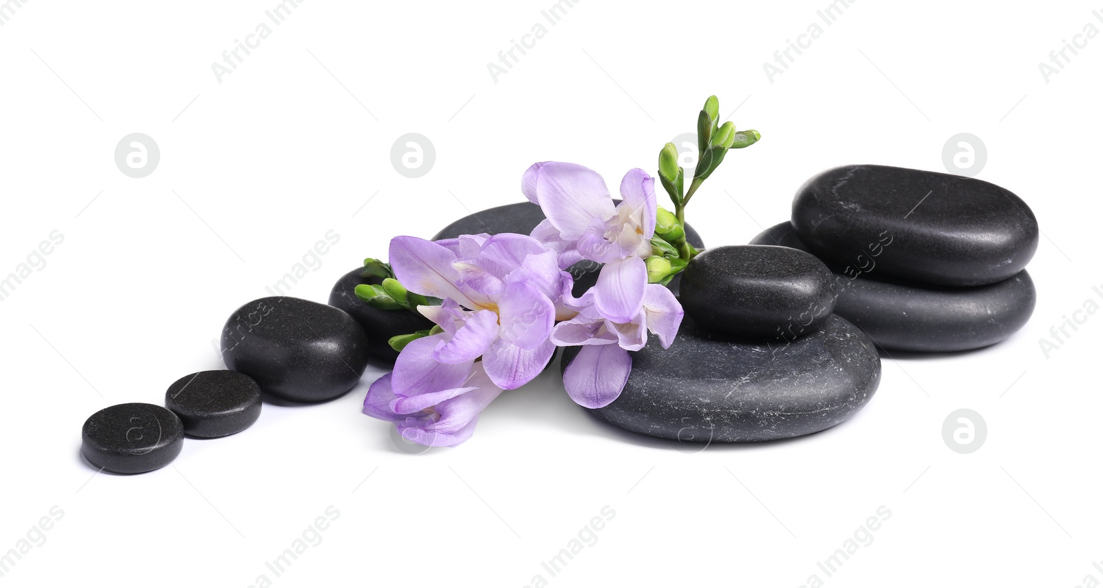 Photo of Beautiful violet freesia flowers and stones isolated on white