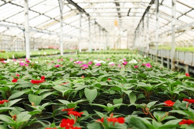 Many pots with fresh seedlings and blooming flowers in greenhouse
