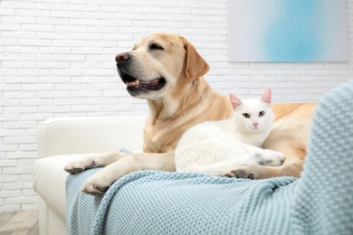 Photo of Adorable cat looking into camera and lying near dog on sofa indoors. Friends forever