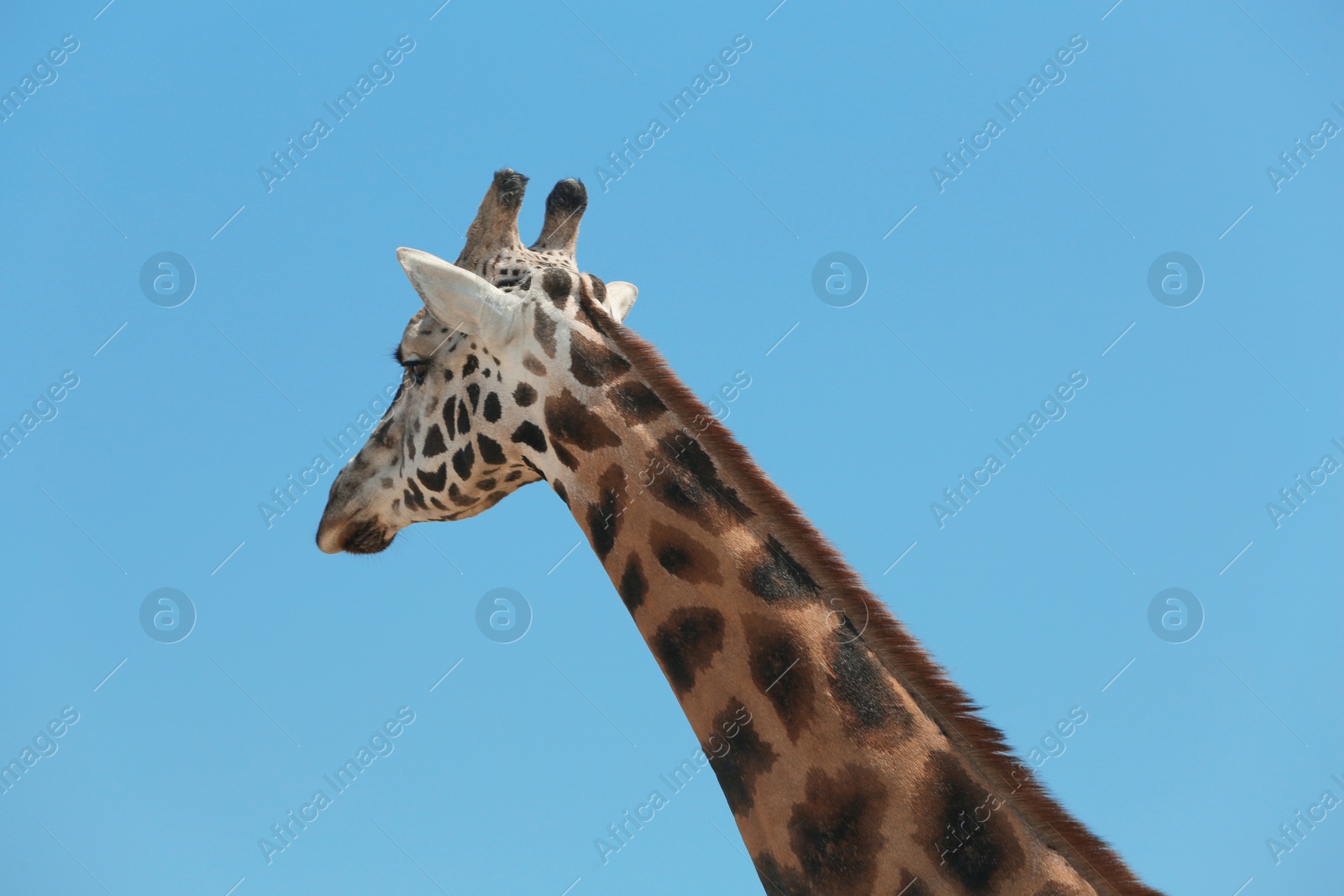 Photo of Closeup view of Rothschild giraffe against blue sky