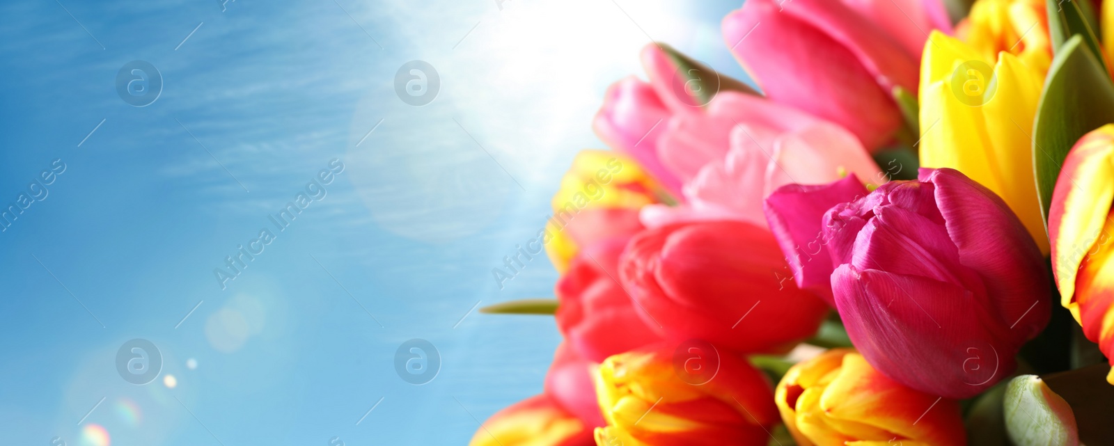 Image of Beautiful bright spring tulips and blue sky on background, space for text. Banner design