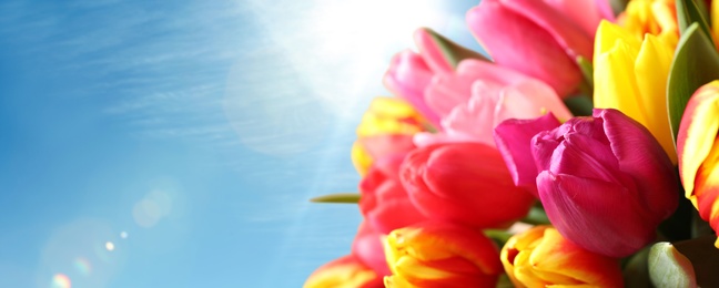 Image of Beautiful bright spring tulips and blue sky on background, space for text. Banner design