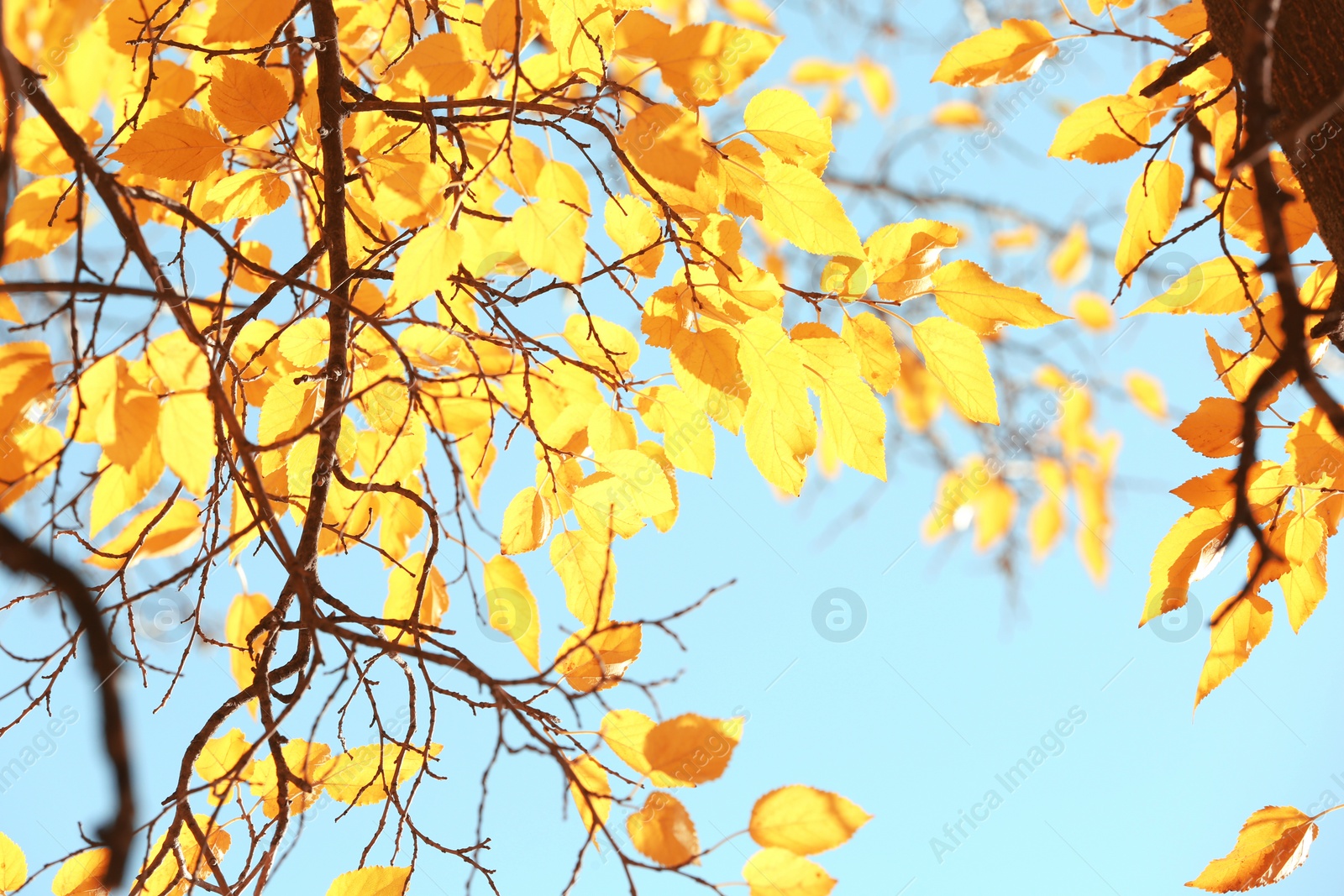 Photo of Twigs with sunlit golden leaves on autumn day, outdoors