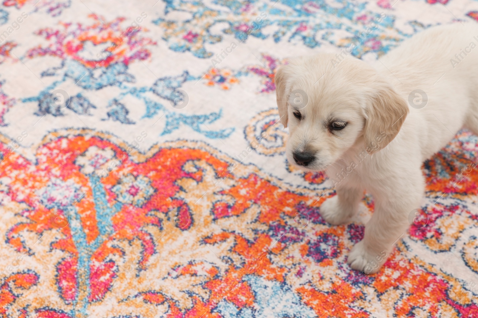 Photo of Cute little puppy on carpet. Space for text