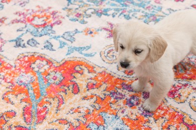 Cute little puppy on carpet. Space for text