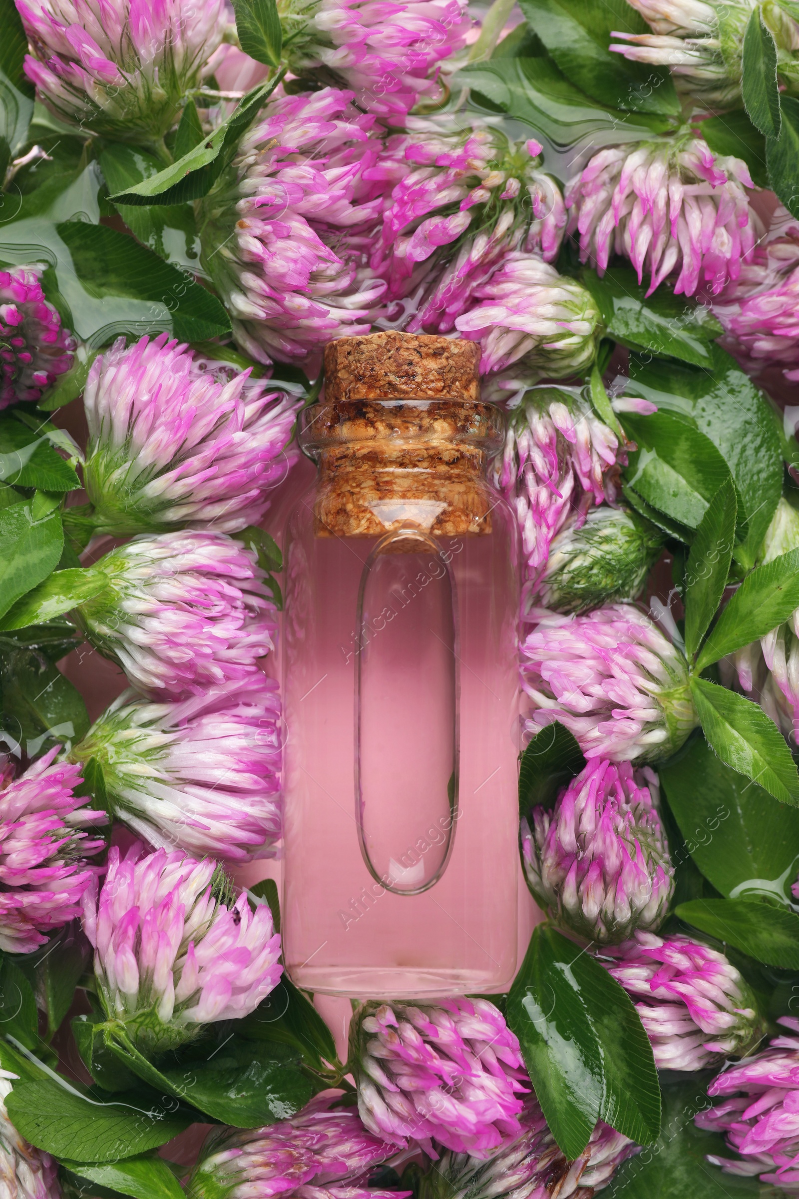 Photo of Beautiful clover flowers and bottle of essential oil in water, top view