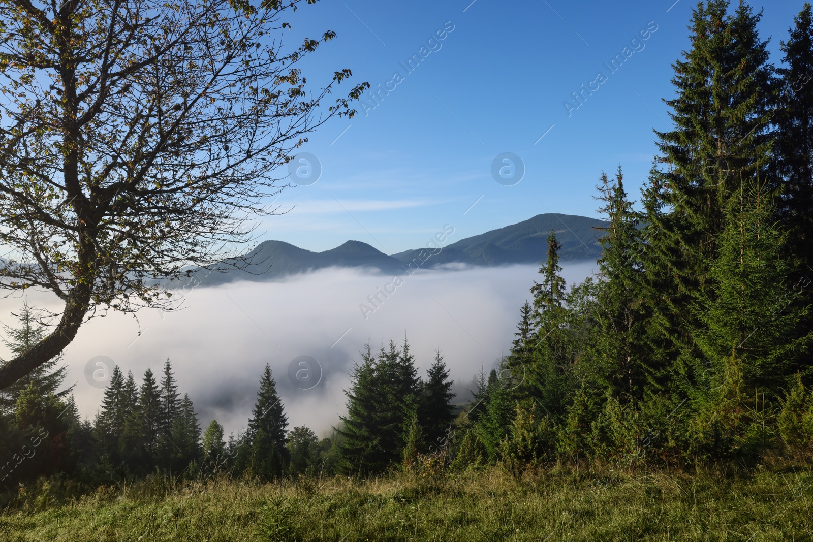 Photo of Picturesque view foggy forest in mountains on morning