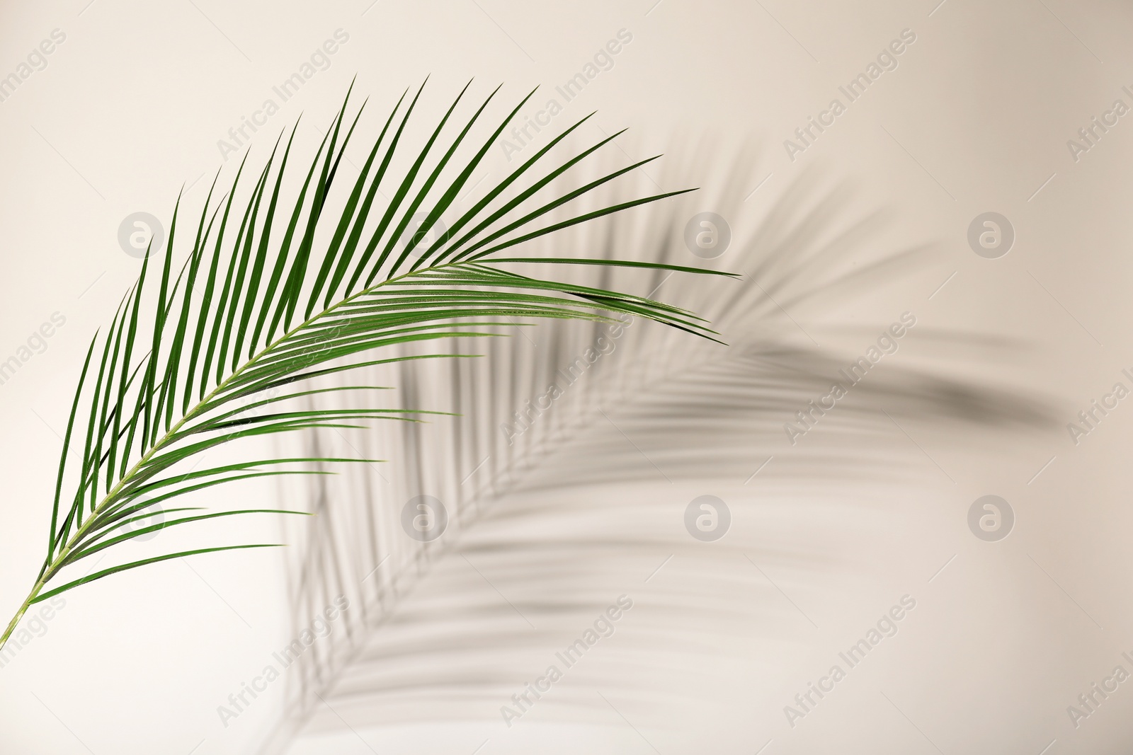 Photo of Fresh tropical date palm leaf on light background