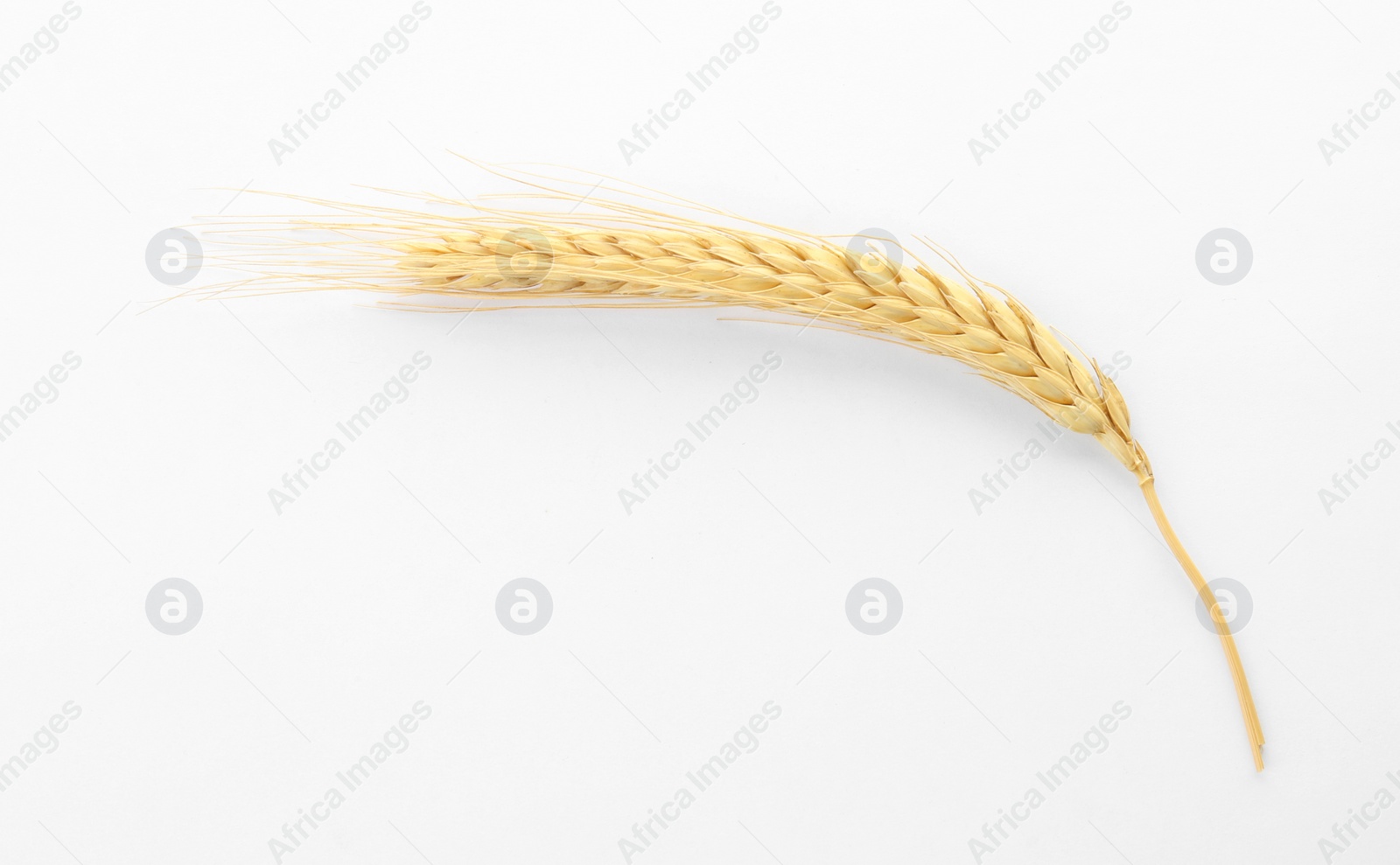 Photo of Spikelet on white background. Healthy grains and cereals