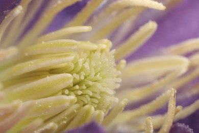 Beautiful purple Clematis flower as background, macro view