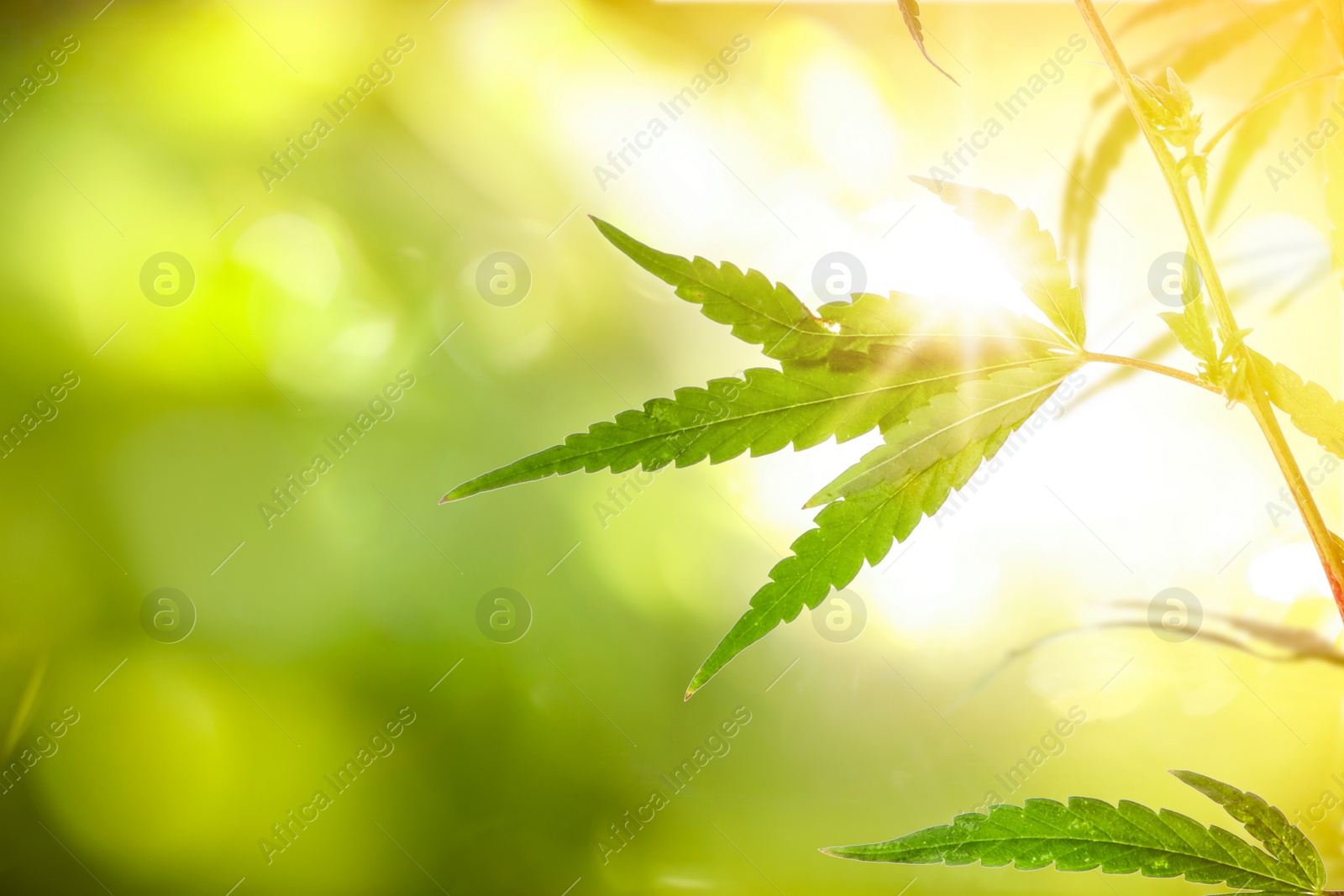 Image of Green leaves of hemp plant on blurred background, closeup. Space for text