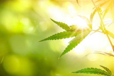 Image of Green leaves of hemp plant on blurred background, closeup. Space for text