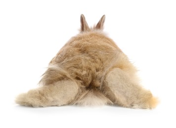 Photo of Cute fluffy pet rabbit isolated on white, back view