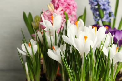 Beautiful fresh spring crocus flowers, closeup view