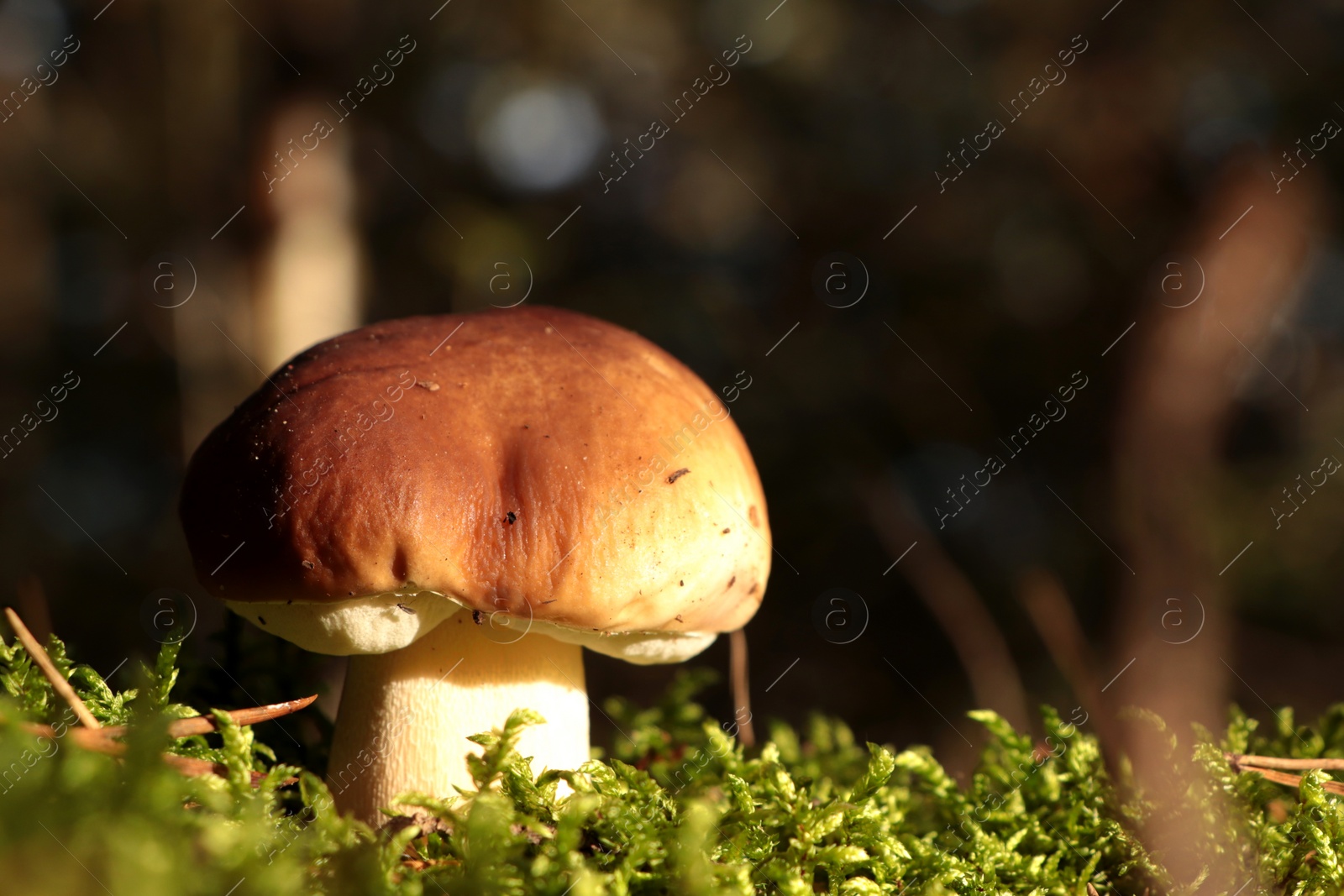 Photo of Beautiful porcini mushroom growing in forest on autumn day, closeup