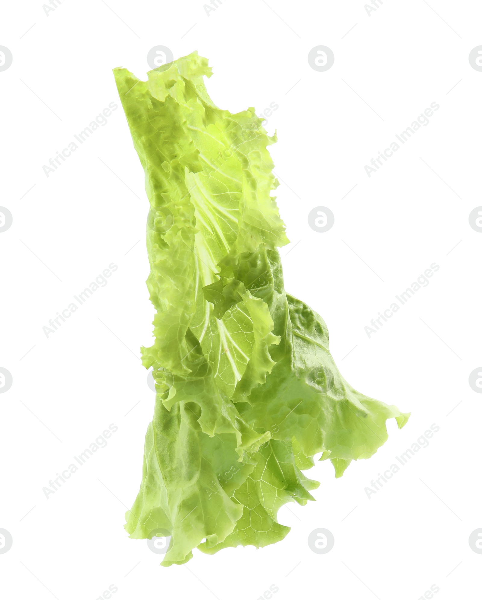 Photo of Leaf of fresh lettuce on white background. Salad greens