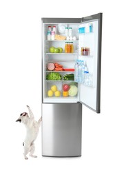 Image of Cute French bulldog near open refrigerator with many different products on white background