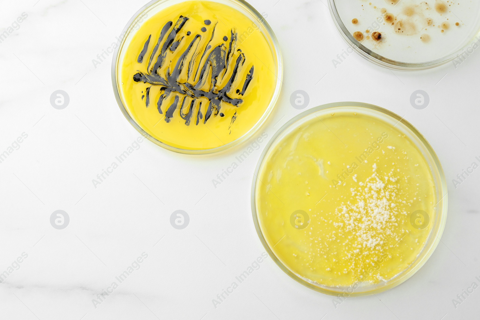 Photo of Petri dishes with different bacteria colonies on white marble table, flat lay