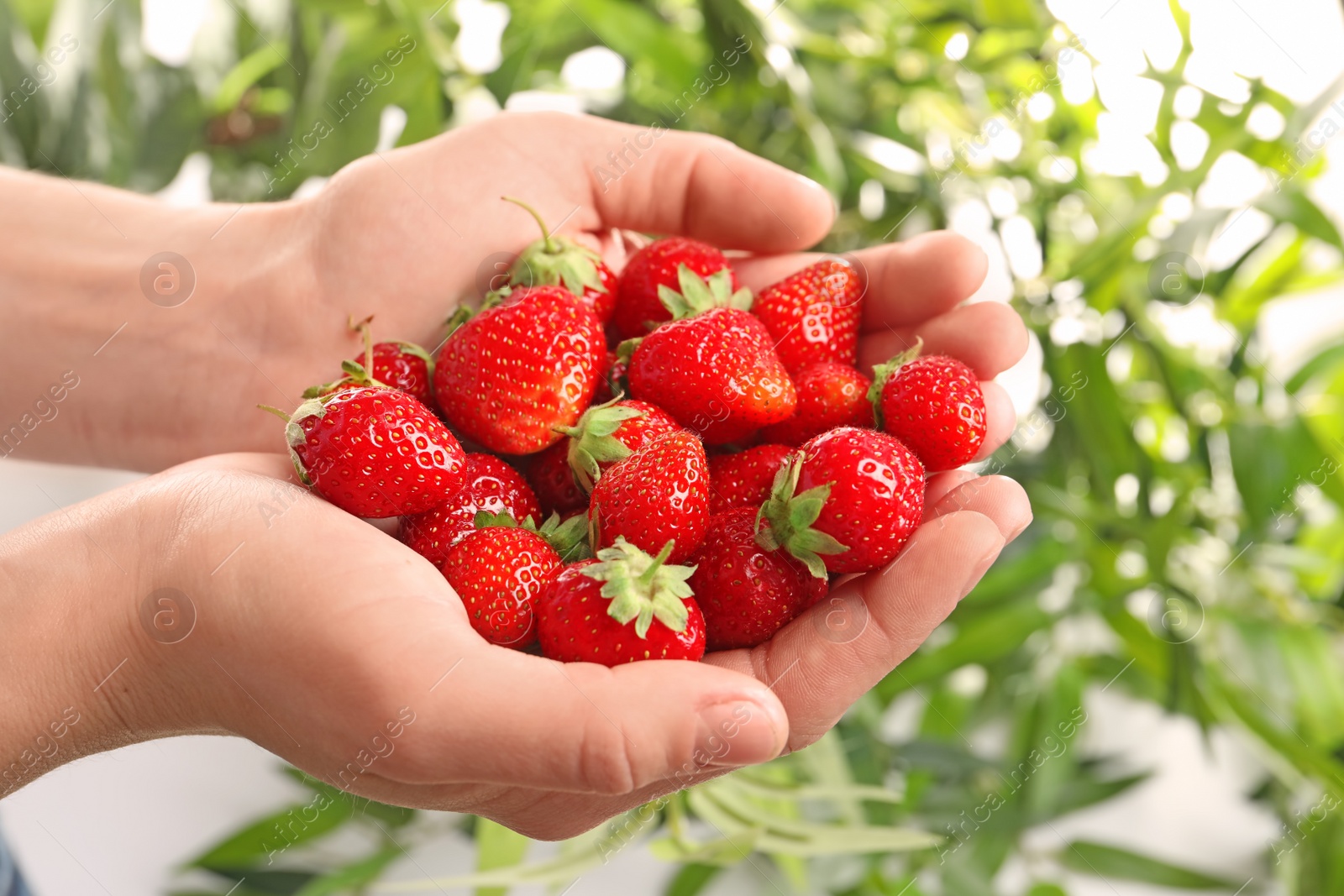 Photo of Woman holding ripe strawberries on blurred background, closeup