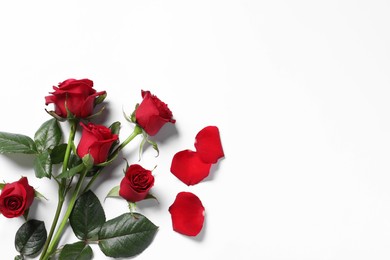 Beautiful red roses and petals on white background, top view. Space for text