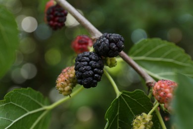 Branch with ripe and unripe mulberries in garden, closeup