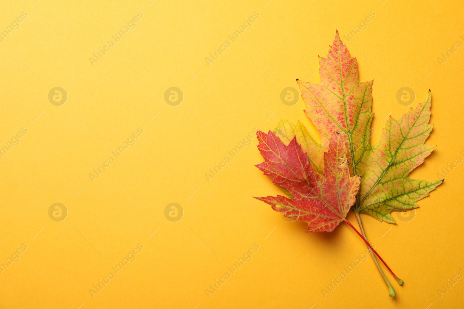 Photo of Colorful autumn leaves on yellow background, flat lay. Space for text