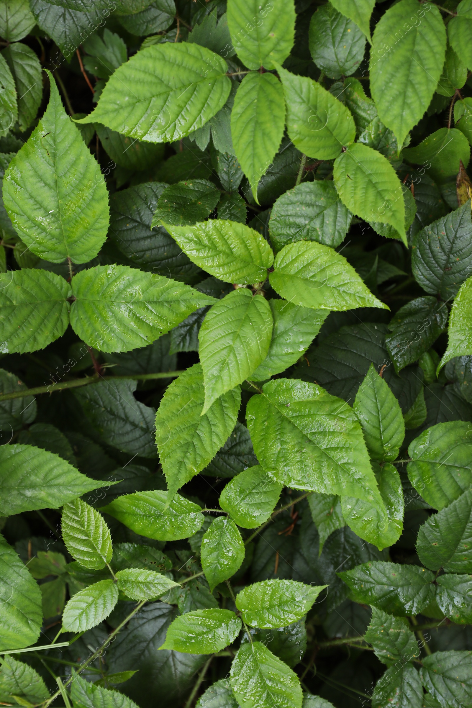 Photo of Beautiful wild plants with wet green leaves as background, top view