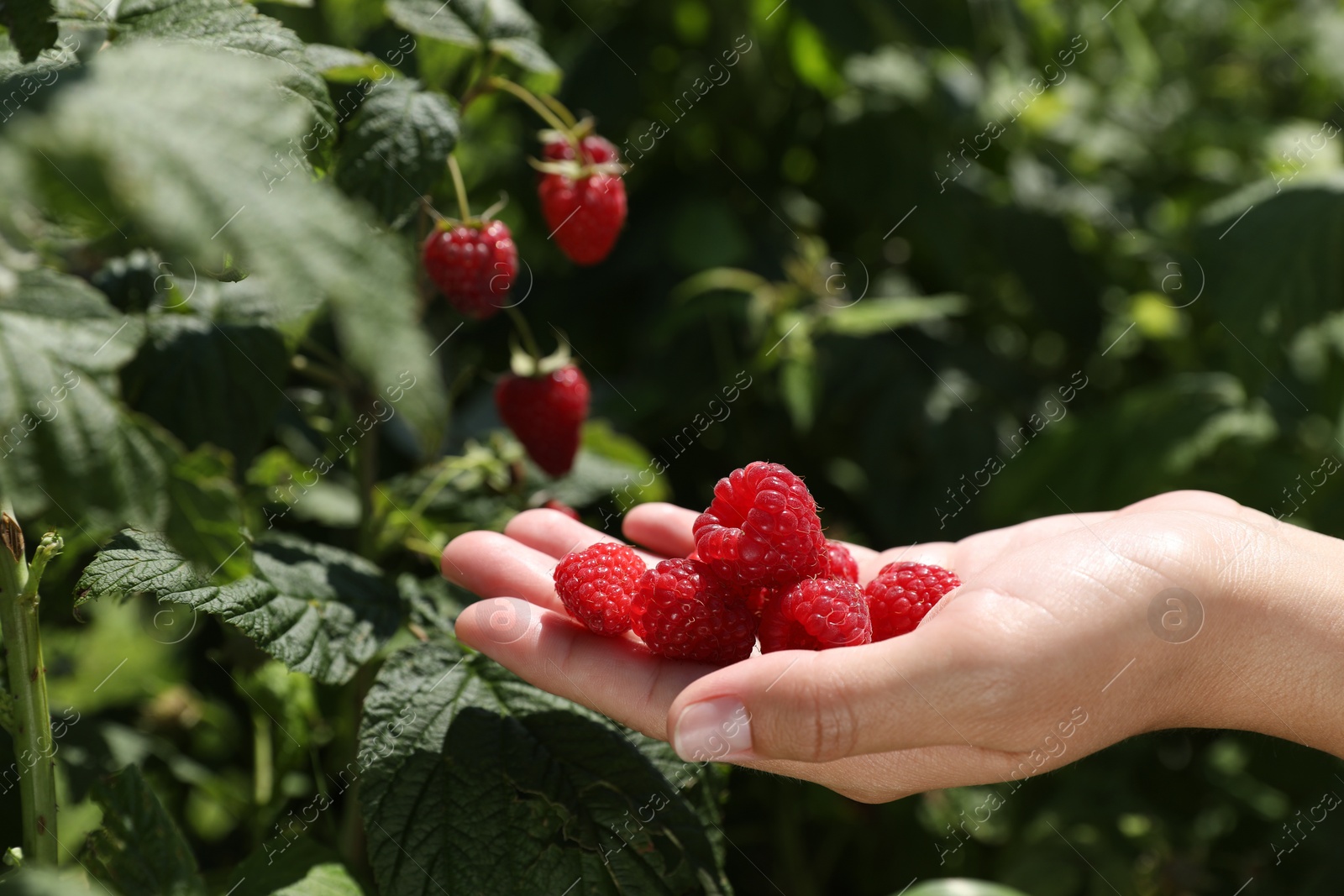 Photo of Woman picking ripe raspberries from bush outdoors, closeup