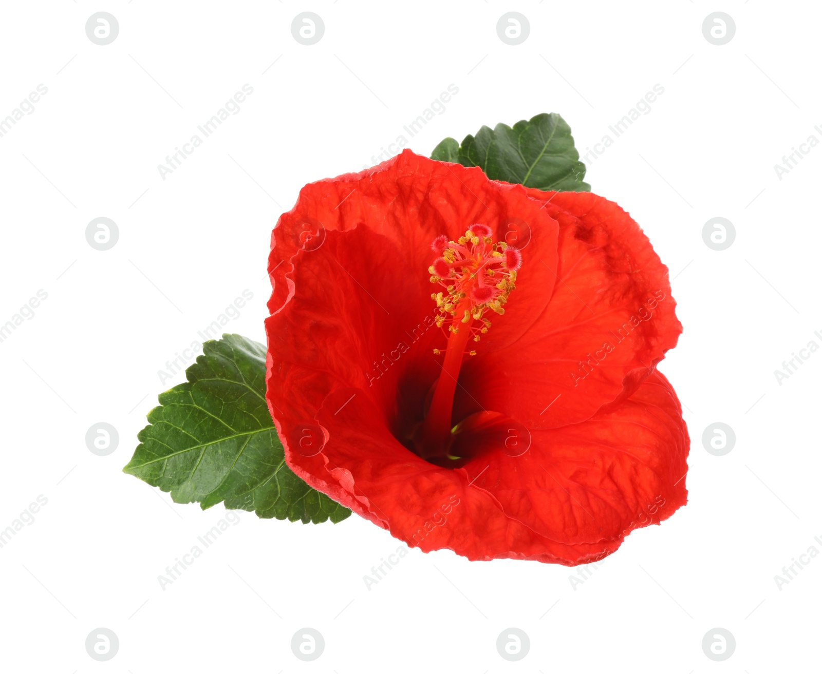 Photo of Beautiful red hibiscus flower and green leaves isolated on white