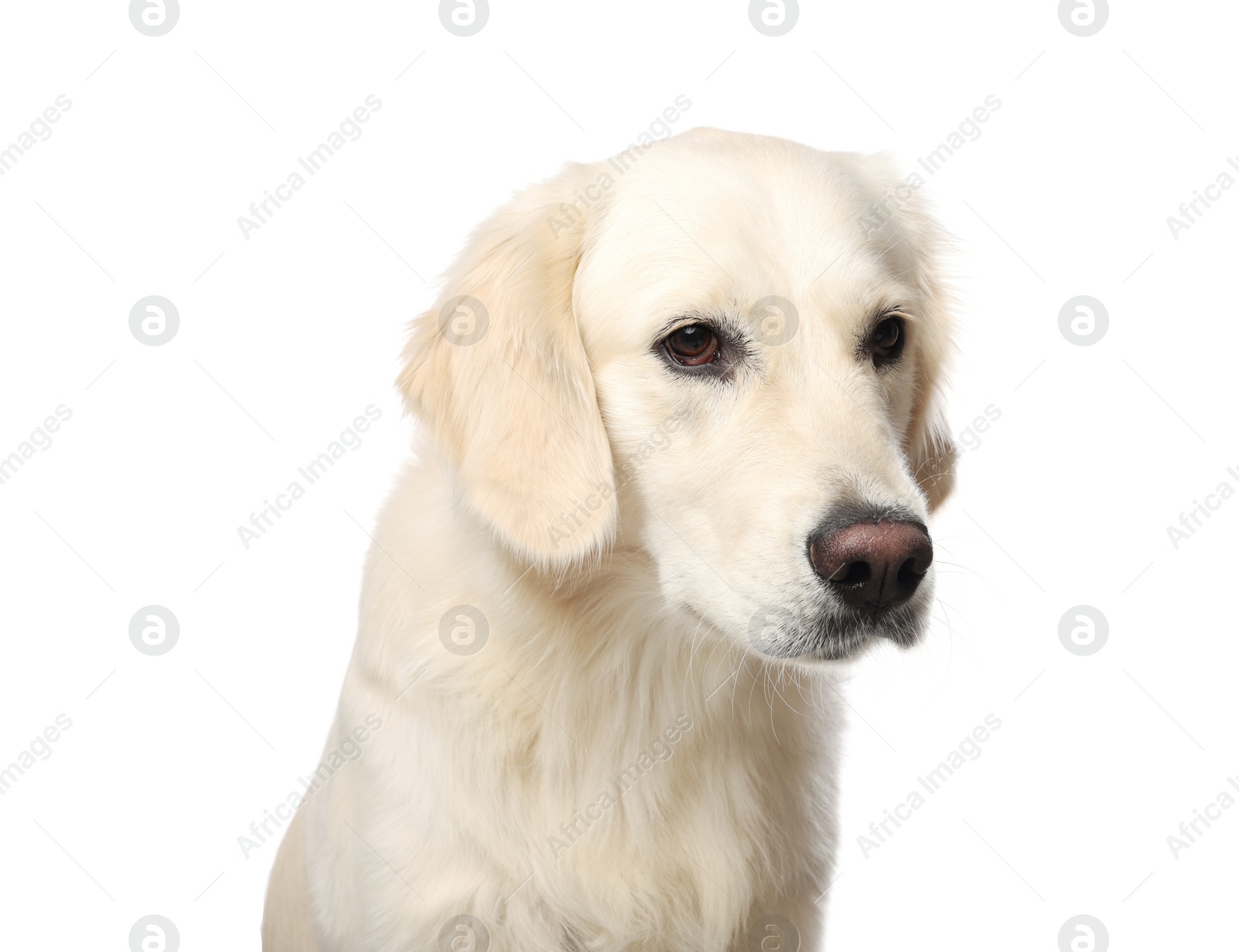 Photo of Cute Labrador Retriever on white background. Lovely pet