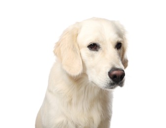 Photo of Cute Labrador Retriever on white background. Lovely pet