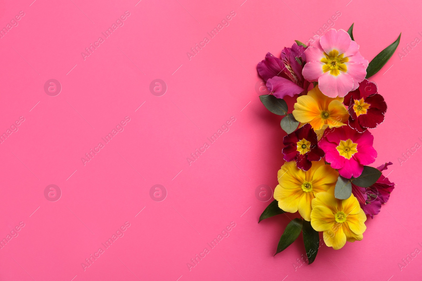 Photo of Primrose Primula Vulgaris flowers on pink background, top view with space for text. Spring season