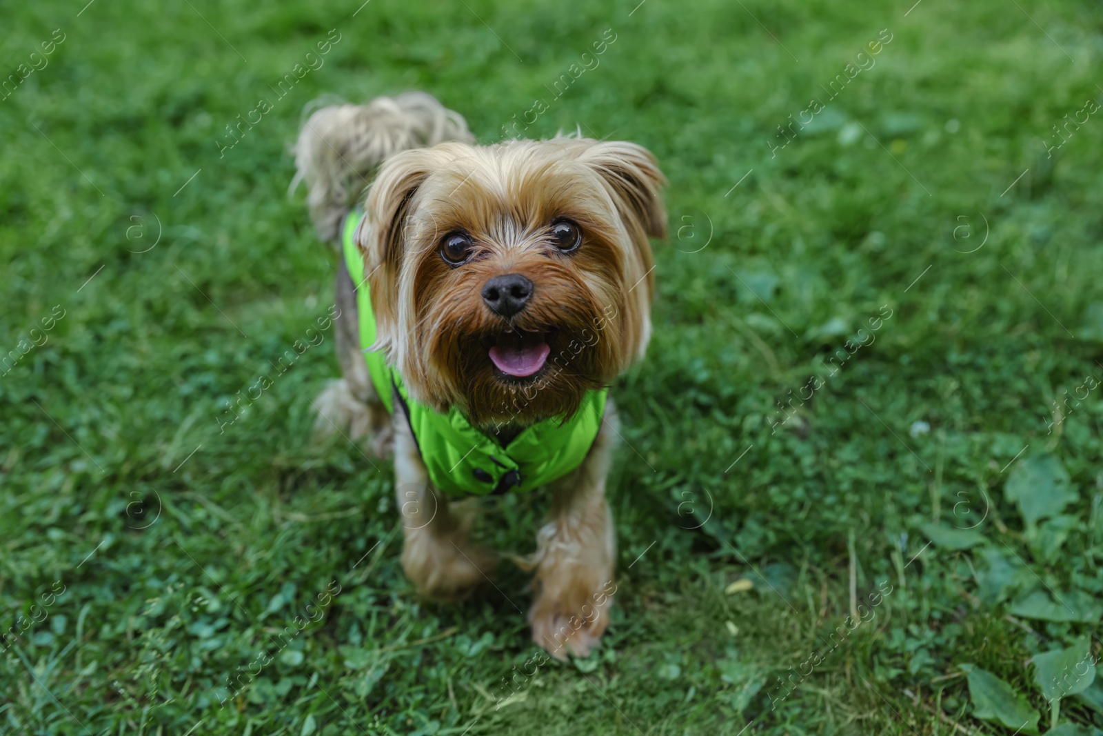 Photo of Cute Yorkshire terrier wearing stylish pet clothes in park