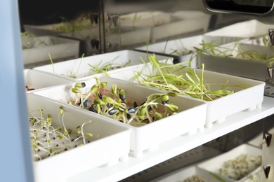 Containers with different sprouted seeds in germinator. Laboratory research