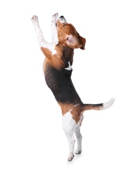 Photo of Beautiful beagle dog on white background. Adorable pet