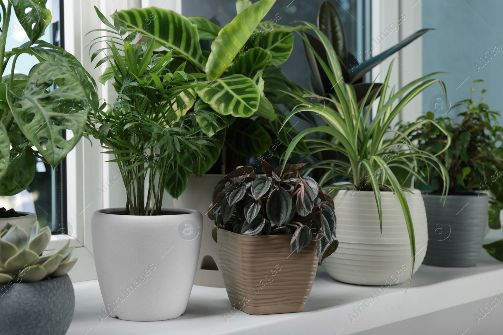 Photo of Different beautiful potted houseplants on window sill indoors