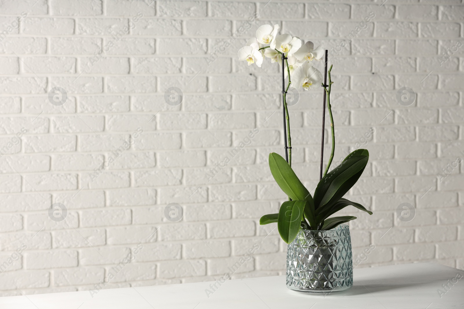 Photo of Blooming orchid flower in pot on white table against light brick wall, space for text