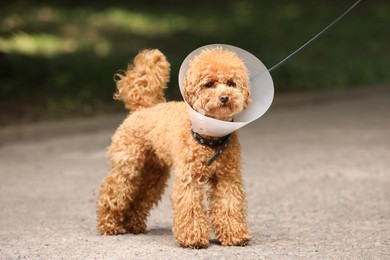 Photo of Cute Maltipoo dog with Elizabethan collar outdoors