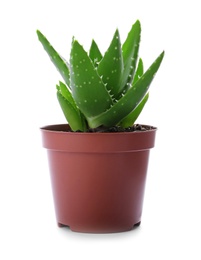 Photo of Flowerpot with aloe vera on white background