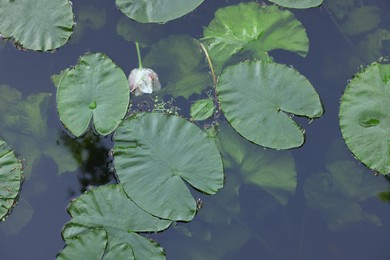 Many beautiful green lotus leaves in pond