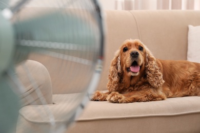 Photo of English Cocker Spaniel enjoying air flow from fan on sofa indoors. Summer heat