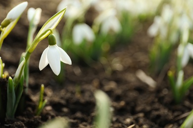 Beautiful snowdrop outdoors, closeup with space for text. Early spring flower