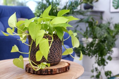 Beautiful potted plant on wooden table in room, space for text. Interior design