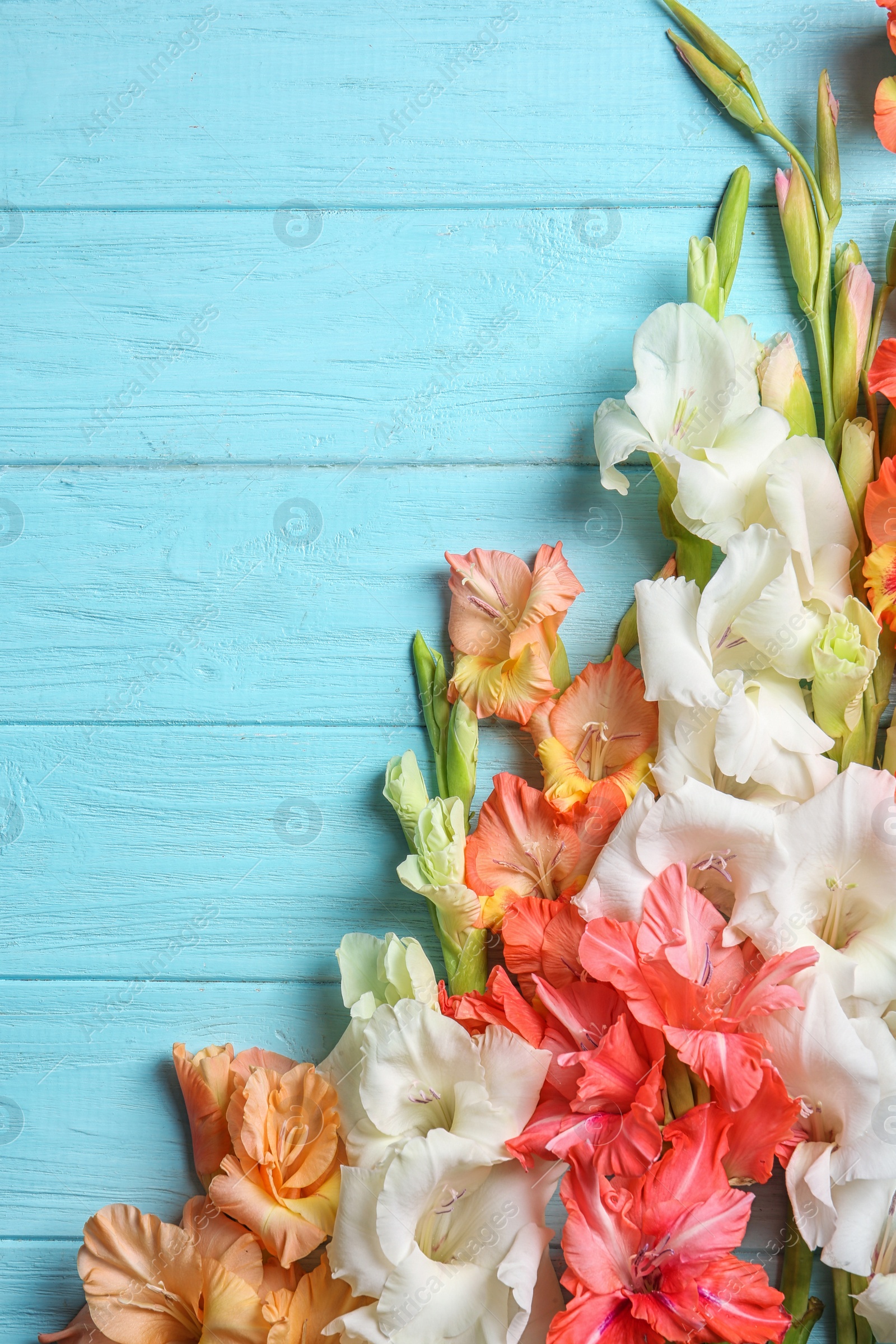 Photo of Flat lay composition with beautiful gladiolus flowers on wooden background