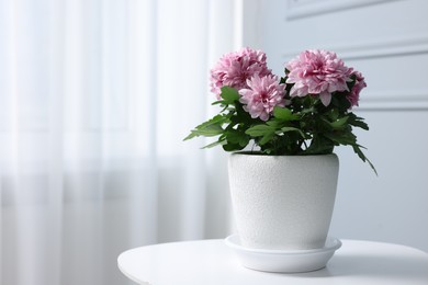 Photo of Beautiful chrysanthemum flowers in pot on white table indoors. Space for text
