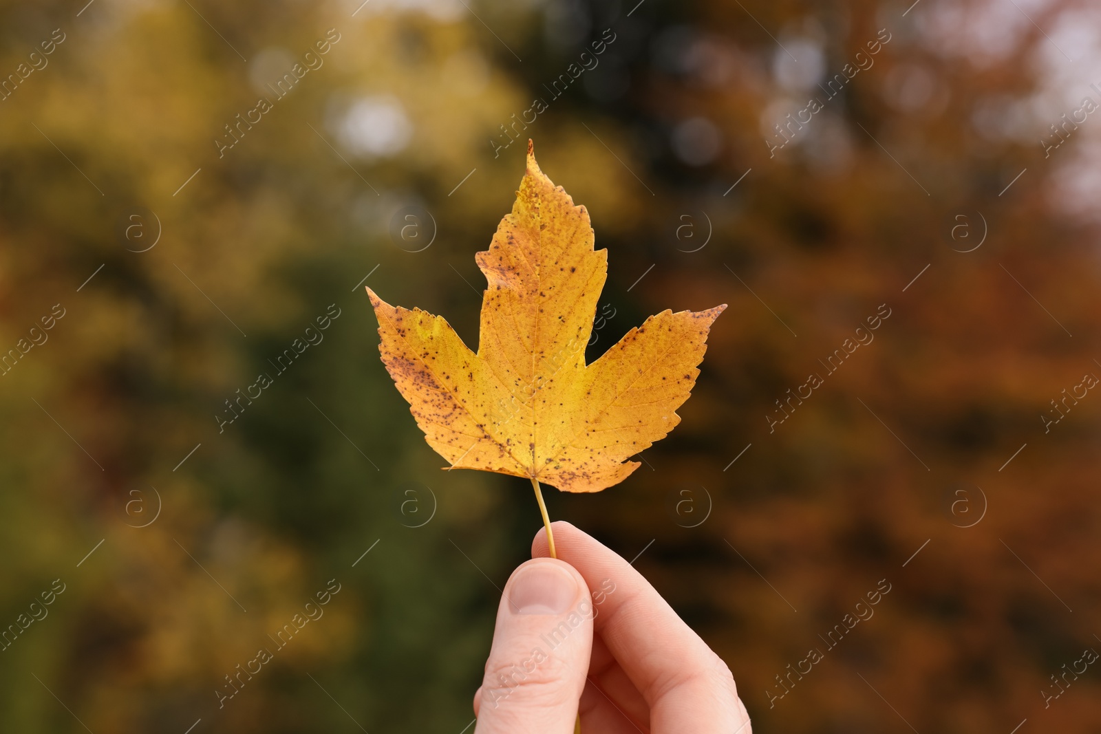 Photo of Woman holding beautiful autumn leaf near forest, closeup